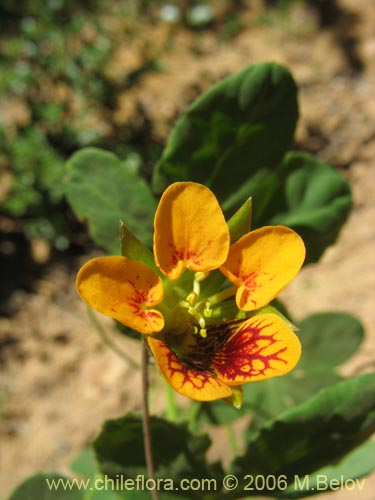Image of Tropaeolum ciliatum (Pajarito). Click to enlarge parts of image.