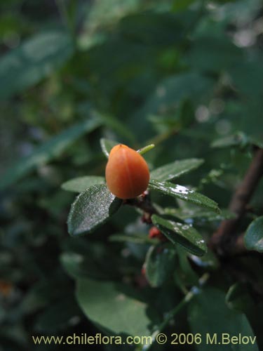 Maytenus chubutensisの写真