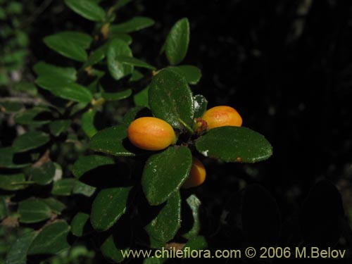 Maytenus chubutensisの写真