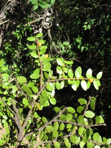 Maytenus chubutensisの写真