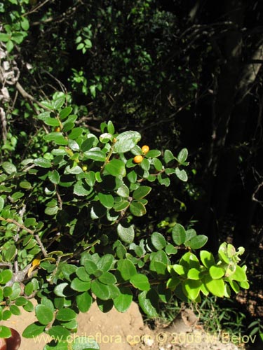 Maytenus chubutensisの写真