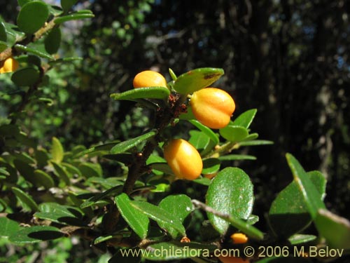 Maytenus chubutensisの写真