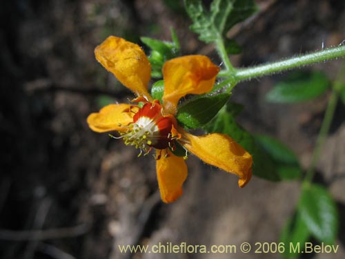 Loasa acerifolia의 사진
