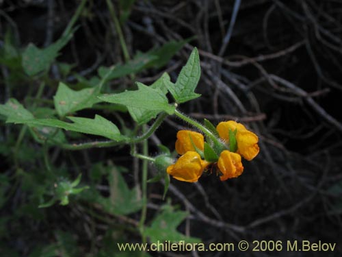 Loasa acerifolia의 사진