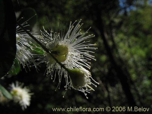 Blepharocalyx cruckshanksii의 사진