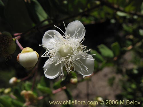Image of Luma apiculata (Arrayan / Palo colorado). Click to enlarge parts of image.