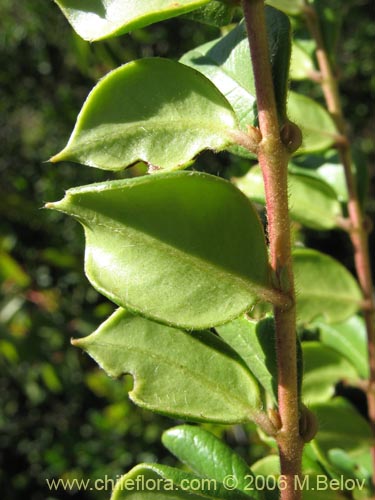 Image of Luma apiculata (Arrayan / Palo colorado). Click to enlarge parts of image.