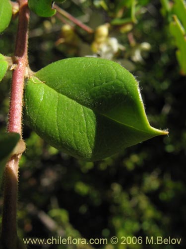 Image of Luma apiculata (Arrayan / Palo colorado). Click to enlarge parts of image.