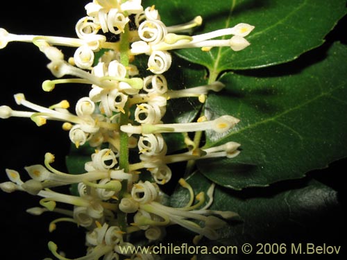 Bild von Gevuina avellana (Avellano / Gevuín). Klicken Sie, um den Ausschnitt zu vergrössern.