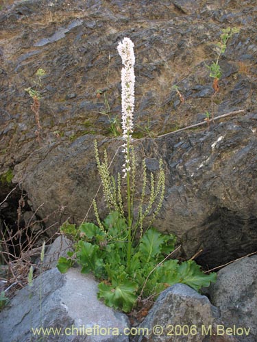 Bild von Francoa appendiculata (Llaupangue / Vara de mármol). Klicken Sie, um den Ausschnitt zu vergrössern.