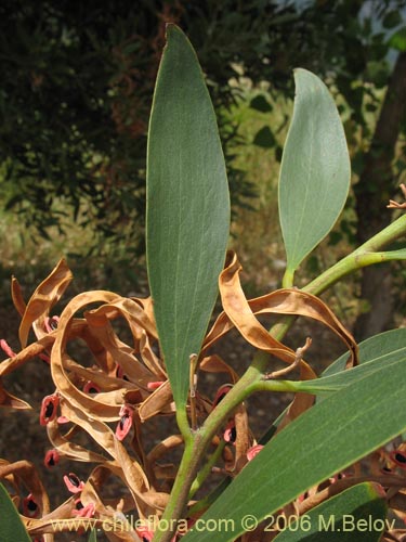 Image of Acacia melanoxylon (Aromo australiano / Acacia negra). Click to enlarge parts of image.