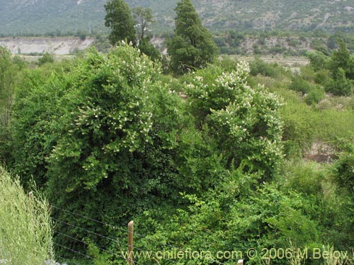 Imágen de Escallonia revoluta (Lun). Haga un clic para aumentar parte de imágen.
