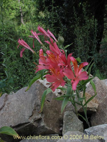 Alstroemeria ligtu ssp. ligtu的照片