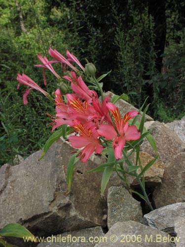 Alstroemeria ligtu ssp. ligtu的照片