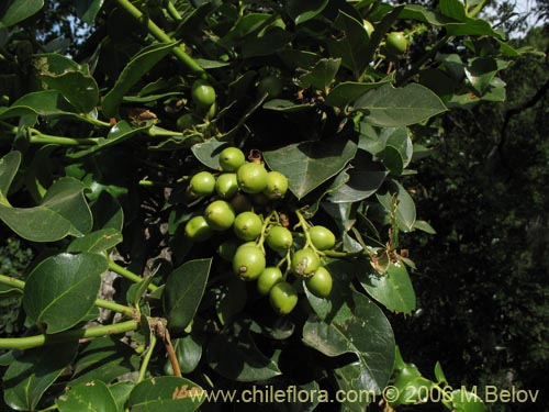 Image of Citronella mucronata (Naranjillo / Patagua / Huillipatagua). Click to enlarge parts of image.