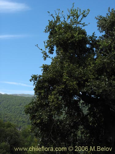 Image of Citronella mucronata (Naranjillo / Patagua / Huillipatagua). Click to enlarge parts of image.