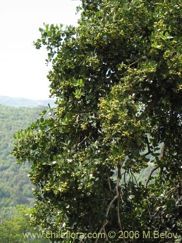 Image of Citronella mucronata (Naranjillo / Patagua / Huillipatagua). Click to enlarge parts of image.
