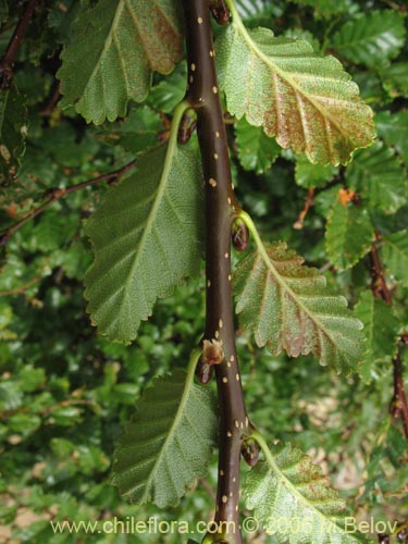 Image of Nothofagus pumilio (Lenga / Roble de Magallanes). Click to enlarge parts of image.