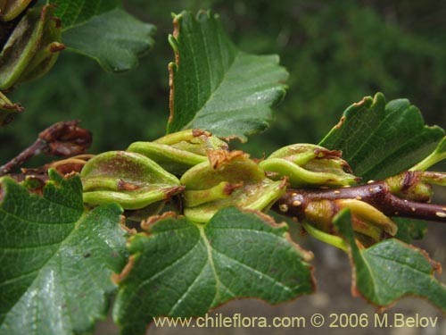 Image of Nothofagus pumilio (Lenga / Roble de Magallanes). Click to enlarge parts of image.