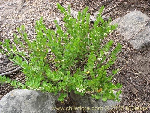 Bild von Cynanchum nummulariifolium (). Klicken Sie, um den Ausschnitt zu vergrössern.