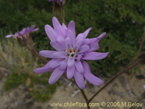 Bild von Perezia sp. #7547 (). Klicken Sie, um den Ausschnitt zu vergrössern.