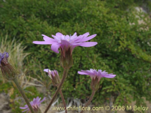 Bild von Perezia sp. #7547 (). Klicken Sie, um den Ausschnitt zu vergrössern.