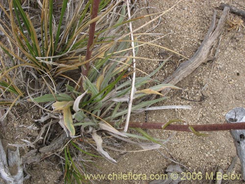 Bild von Perezia sp. #7547 (). Klicken Sie, um den Ausschnitt zu vergrössern.