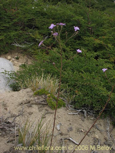 Bild von Perezia sp. #7547 (). Klicken Sie, um den Ausschnitt zu vergrössern.