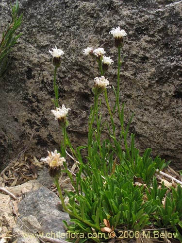 Image of Perezia sp. #7582 (pereiza). Click to enlarge parts of image.