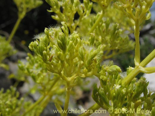 Bild von Valeriana sp. #3029 (). Klicken Sie, um den Ausschnitt zu vergrössern.