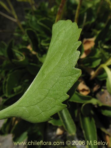 Bild von Valeriana sp. #3029 (). Klicken Sie, um den Ausschnitt zu vergrössern.