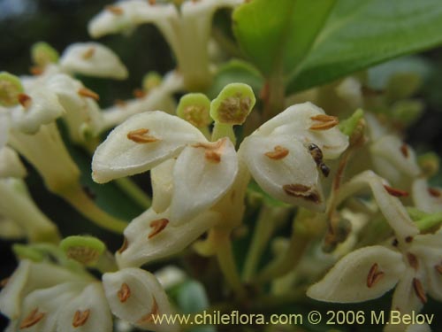 Фотография Lomatia dentada (Avellanillo / Avellanito / Palo negro / Piñol). Щелкните, чтобы увеличить вырез.