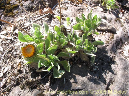 Image of Haplopappus sp. #7583 (haplopappus). Click to enlarge parts of image.
