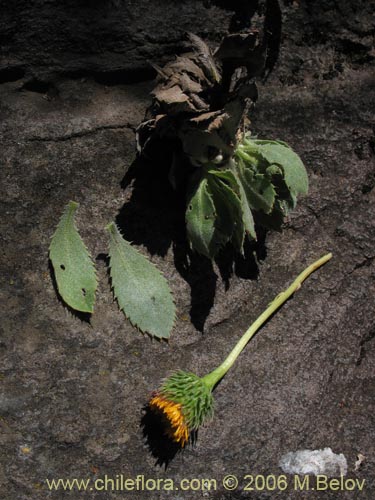 Image of Haplopappus sp. #7583 (haplopappus). Click to enlarge parts of image.