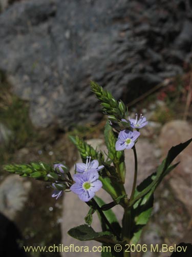 Image of Veronica anagallais-aquatica (Nomeolvides del campo). Click to enlarge parts of image.