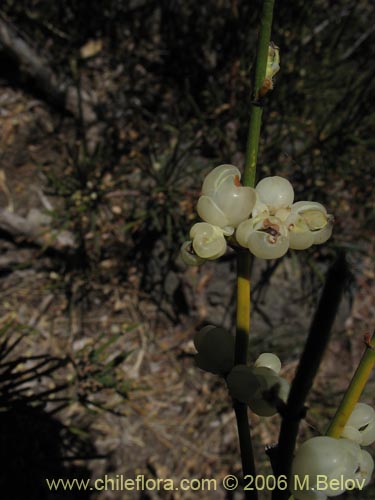 Bild von Ephedra chilensis (Pingo-pingo / Transmontana / Solupe). Klicken Sie, um den Ausschnitt zu vergrössern.