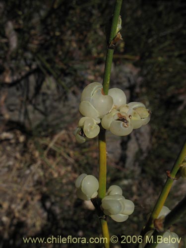 Bild von Ephedra chilensis (Pingo-pingo / Transmontana / Solupe). Klicken Sie, um den Ausschnitt zu vergrössern.