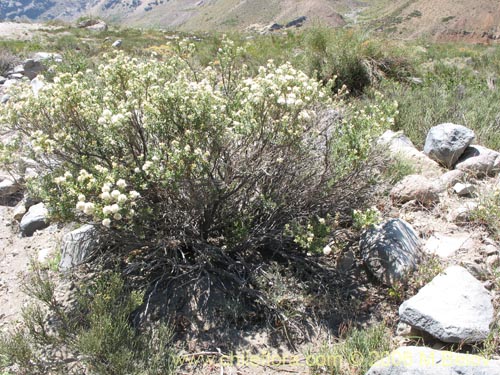 Image of Baccharis rhomboidalis (baccharis L.Maule). Click to enlarge parts of image.
