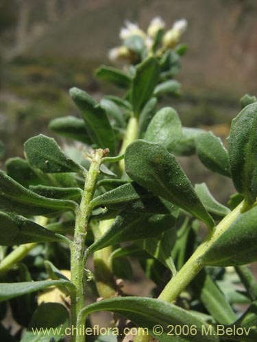 Image of Baccharis rhomboidalis (baccharis L.Maule). Click to enlarge parts of image.