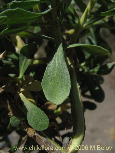 Image of Baccharis rhomboidalis (baccharis L.Maule). Click to enlarge parts of image.