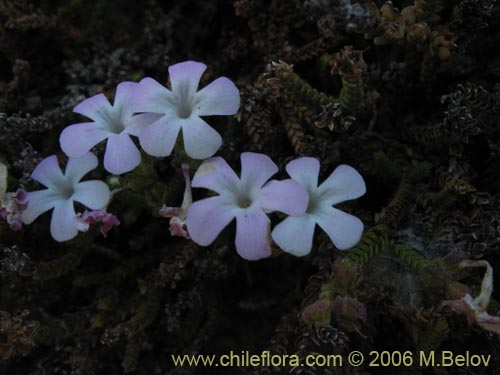 Image of Ourisia microphylla (Flor de las rocas). Click to enlarge parts of image.