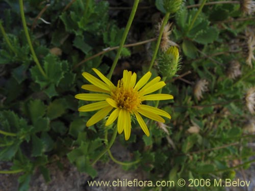 Image of Haplopappus sp. #1493 (). Click to enlarge parts of image.