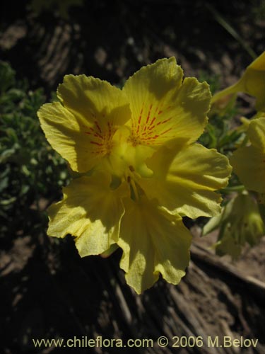 Image of Tropaeolum leptophyllum (Soldadito). Click to enlarge parts of image.