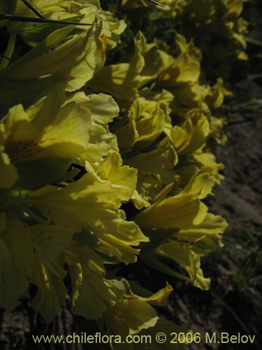 Image of Tropaeolum leptophyllum (Soldadito). Click to enlarge parts of image.