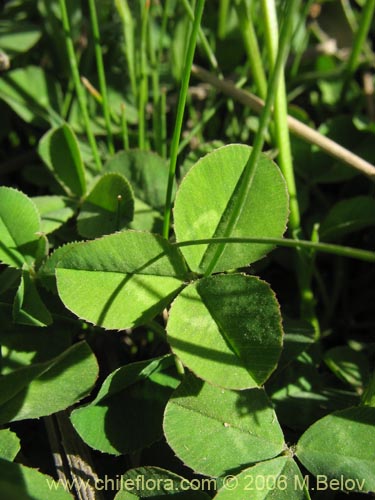 Bild von Trifolium repens (). Klicken Sie, um den Ausschnitt zu vergrössern.