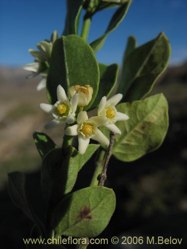 Bild von Cynanchum nummulariifolium (). Klicken Sie, um den Ausschnitt zu vergrössern.