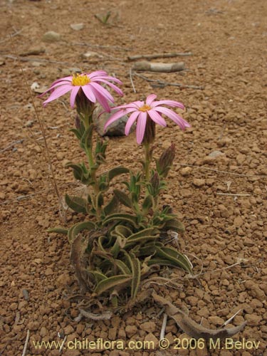 Imágen de Erigeron gilliesii (). Haga un clic para aumentar parte de imágen.