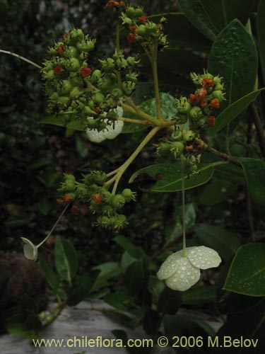 Image of Hydrangea serratifolia (Canelilla / Voqui naranjo / Voqui paulun). Click to enlarge parts of image.
