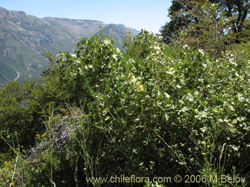 Corynabutilon virideの写真