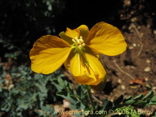 Image of Senna arnottiana (Quebracho / Alcaparra / Tara). Click to enlarge parts of image.